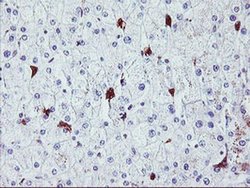 Invitrogen Nucleobindin 1 Monoclonal Antibody (OTI1G3) 100 &mu;L | Buy Online | Invitrogen&trade; | Fisher Scientific