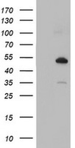 Invitrogen Nucleobindin 1 Monoclonal Antibody (OTI1G3) 100 &mu;L | Buy Online | Invitrogen&trade; | Fisher Scientific