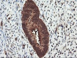Invitrogen PSMA4 Monoclonal Antibody (OTI4B8) 100 &mu;L; Unconjugated:Antibodies,