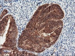 Invitrogen PSMA4 Monoclonal Antibody (OTI4B8) 100 &mu;L; Unconjugated:Antibodies,