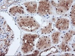 Invitrogen PSMA4 Monoclonal Antibody (OTI4B8) 100 &mu;L; Unconjugated:Antibodies,