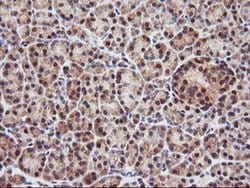 Invitrogen PSMA4 Monoclonal Antibody (OTI4B8) 100 &mu;L; Unconjugated:Antibodies,