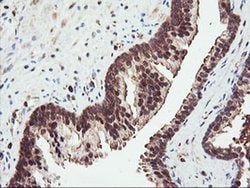 Invitrogen PSMA4 Monoclonal Antibody (OTI4B8) 100 &mu;L; Unconjugated:Antibodies,