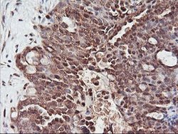 Invitrogen PSMA4 Monoclonal Antibody (OTI4B8) 100 &mu;L; Unconjugated:Antibodies,