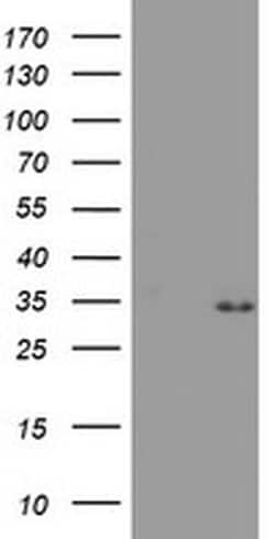 Invitrogen PSMA4 Monoclonal Antibody (OTI4B8) 100 &mu;L; Unconjugated:Antibodies,