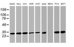 Invitrogen PSMA4 Monoclonal Antibody (OTI4B8) 100 &mu;L; Unconjugated:Antibodies,