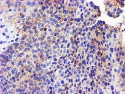 Invitrogen GSTO2 Monoclonal Antibody (OTI2A12) 100 &mu;L; Unconjugated:Antibodies,