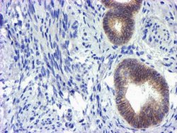 Invitrogen GSTO2 Monoclonal Antibody (OTI2A12) 100 &mu;L; Unconjugated:Antibodies,