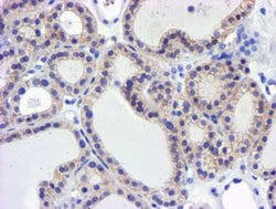 Invitrogen GSTO2 Monoclonal Antibody (OTI2A12) 100 &mu;L; Unconjugated:Antibodies,