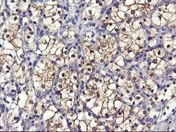 Invitrogen GSTO2 Monoclonal Antibody (OTI3A9) 100 &mu;L; Unconjugated:Antibodies,