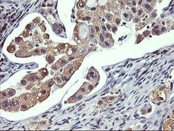 Invitrogen GSTO2 Monoclonal Antibody (OTI3A9) 100 &mu;L; Unconjugated:Antibodies,