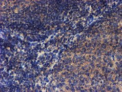 Invitrogen LECT2 Monoclonal Antibody (OTI2A11) 100 &mu;L; Unconjugated:Antibodies,