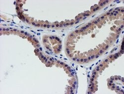 Invitrogen LECT2 Monoclonal Antibody (OTI2A11) 100 &mu;L; Unconjugated:Antibodies,