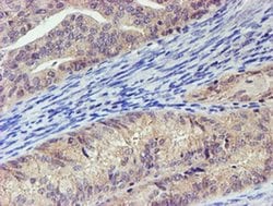 Invitrogen LECT2 Monoclonal Antibody (OTI2A11) 100 &mu;L; Unconjugated:Antibodies,