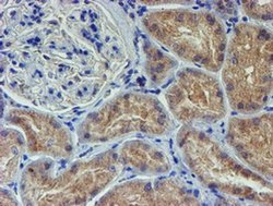 Invitrogen LECT2 Monoclonal Antibody (OTI2A11) 100 &mu;L; Unconjugated:Antibodies,