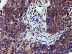 Invitrogen LECT2 Monoclonal Antibody (OTI2A11) 100 &mu;L; Unconjugated:Antibodies,