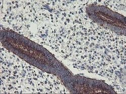 Invitrogen GOLPH2 Monoclonal Antibody (OTI4B12) 100 &mu;L; Unconjugated:Antibodies,