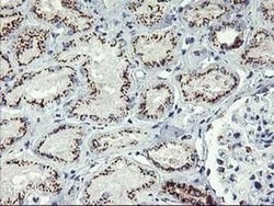 Invitrogen GOLPH2 Monoclonal Antibody (OTI4B12) 100 &mu;L; Unconjugated:Antibodies,