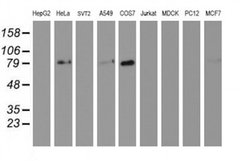 Invitrogen GOLPH2 Monoclonal Antibody (OTI6C9) 100 &mu;L | Buy Online | Invitrogen&trade; | Fisher Scientific