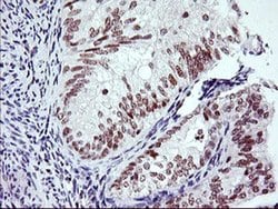 Invitrogen RNF113B Monoclonal Antibody (OTI2C10) 100 &mu;L; Unconjugated:Antibodies,