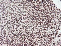 Invitrogen RNF113B Monoclonal Antibody (OTI2C10) 100 &mu;L; Unconjugated:Antibodies,