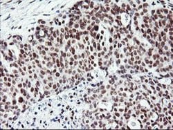 Invitrogen RNF113B Monoclonal Antibody (OTI2C10) 100 &mu;L; Unconjugated:Antibodies,