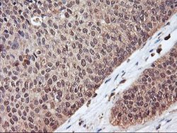 Invitrogen SERPINB6 Monoclonal Antibody (OTI1C5) 100 &mu;L; Unconjugated:Antibodies,