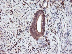 Invitrogen SERPINB6 Monoclonal Antibody (OTI1C5) 100 &mu;L; Unconjugated:Antibodies,