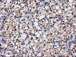 Invitrogen SERPINB6 Monoclonal Antibody (OTI1C5) 100 &mu;L; Unconjugated:Antibodies,
