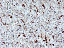 Invitrogen SERPINB6 Monoclonal Antibody (OTI1C5) 100 &mu;L; Unconjugated:Antibodies,
