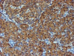Invitrogen ERP72 Monoclonal Antibody (OTI2B9) 100 &mu;L; Unconjugated:Antibodies,