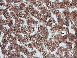 Invitrogen ERP72 Monoclonal Antibody (OTI2B9) 100 &mu;L; Unconjugated:Antibodies,