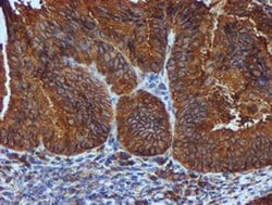 Invitrogen ERP72 Monoclonal Antibody (OTI2B9) 100 &mu;L; Unconjugated:Antibodies,