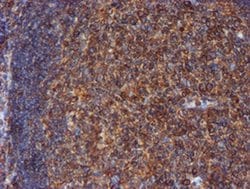Invitrogen ERP72 Monoclonal Antibody (OTI2B9) 100 &mu;L; Unconjugated:Antibodies,
