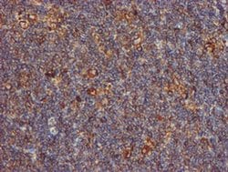 Invitrogen ERP72 Monoclonal Antibody (OTI2B9) 100 &mu;L; Unconjugated:Antibodies,