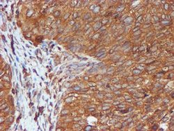 Invitrogen ERP72 Monoclonal Antibody (OTI2B9) 100 &mu;L; Unconjugated:Antibodies,