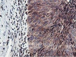 Invitrogen ERI1 Monoclonal Antibody (OTI1B3) 100 &mu;L; Unconjugated:Antibodies,