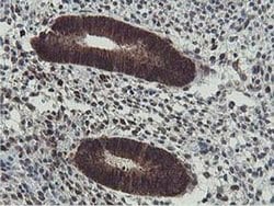 Invitrogen ERI1 Monoclonal Antibody (OTI1B3) 100 &mu;L; Unconjugated:Antibodies,