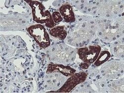 Invitrogen ERI1 Monoclonal Antibody (OTI1B3) 100 &mu;L; Unconjugated:Antibodies,