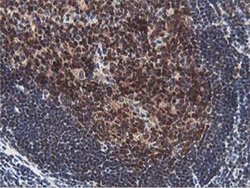 Invitrogen ERI1 Monoclonal Antibody (OTI1B3) 100 &mu;L; Unconjugated:Antibodies,