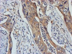 Invitrogen TULP3 Monoclonal Antibody (OTI4E5) 100 &mu;L; Unconjugated:Antibodies,