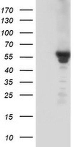 Invitrogen Kir3.1 (KCNJ3) Monoclonal Antibody (OTI3E11) 100 &mu;L; Unconjugated:Antibodies,