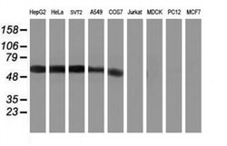 Invitrogen Kir3.1 (KCNJ3) Monoclonal Antibody (OTI3E11) 100 &mu;L; Unconjugated:Antibodies,