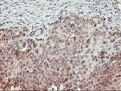 Invitrogen TULP3 Monoclonal Antibody (OTI7B8) 100 &mu;L; Unconjugated:Antibodies,