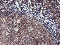 Invitrogen TULP3 Monoclonal Antibody (OTI7B8) 100 &mu;L; Unconjugated:Antibodies,
