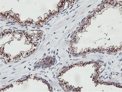 NMT2 Monoclonal Antibody (OTI1G3):Antibodies, Monoclonal