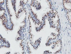 NMT2 Monoclonal Antibody (OTI1G3):Antibodies, Monoclonal