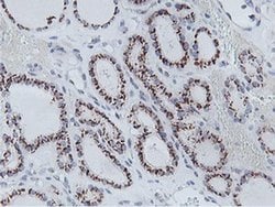 NMT2 Monoclonal Antibody (OTI1G3):Antibodies, Monoclonal