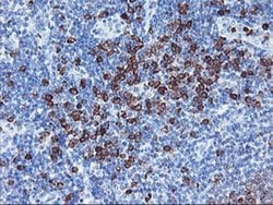 Invitrogen J Chain Monoclonal Antibody (OTI2B1) 100 &mu;L; Unconjugated:Antibodies,