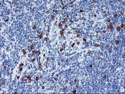 Invitrogen J Chain Monoclonal Antibody (OTI2B1) 100 &mu;L; Unconjugated:Antibodies,